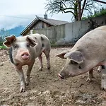 Gasperhof アパート *