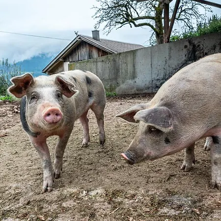 Gasperhof Апартаменты *